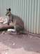 australia 089.jpg